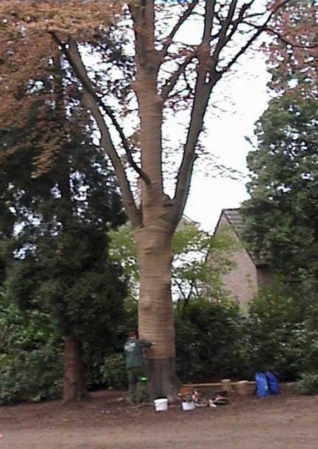 foto boomverzorging